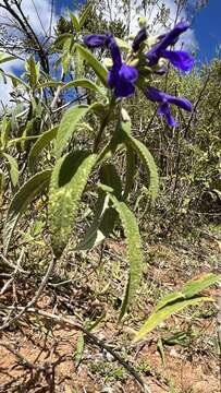 Image of Salvia retinervia Briq.