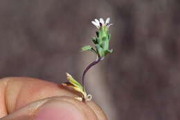 Image de Chaetanthera euphrasioides (DC.) Fr. Meigen