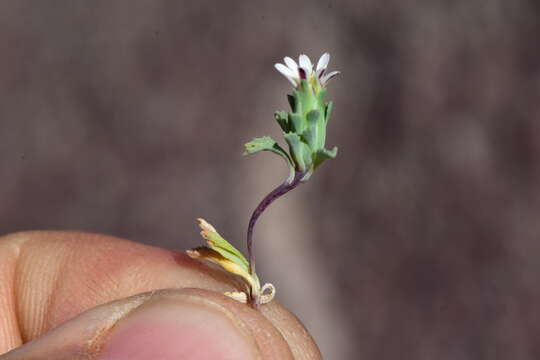 Image of Chaetanthera euphrasioides (DC.) Fr. Meigen