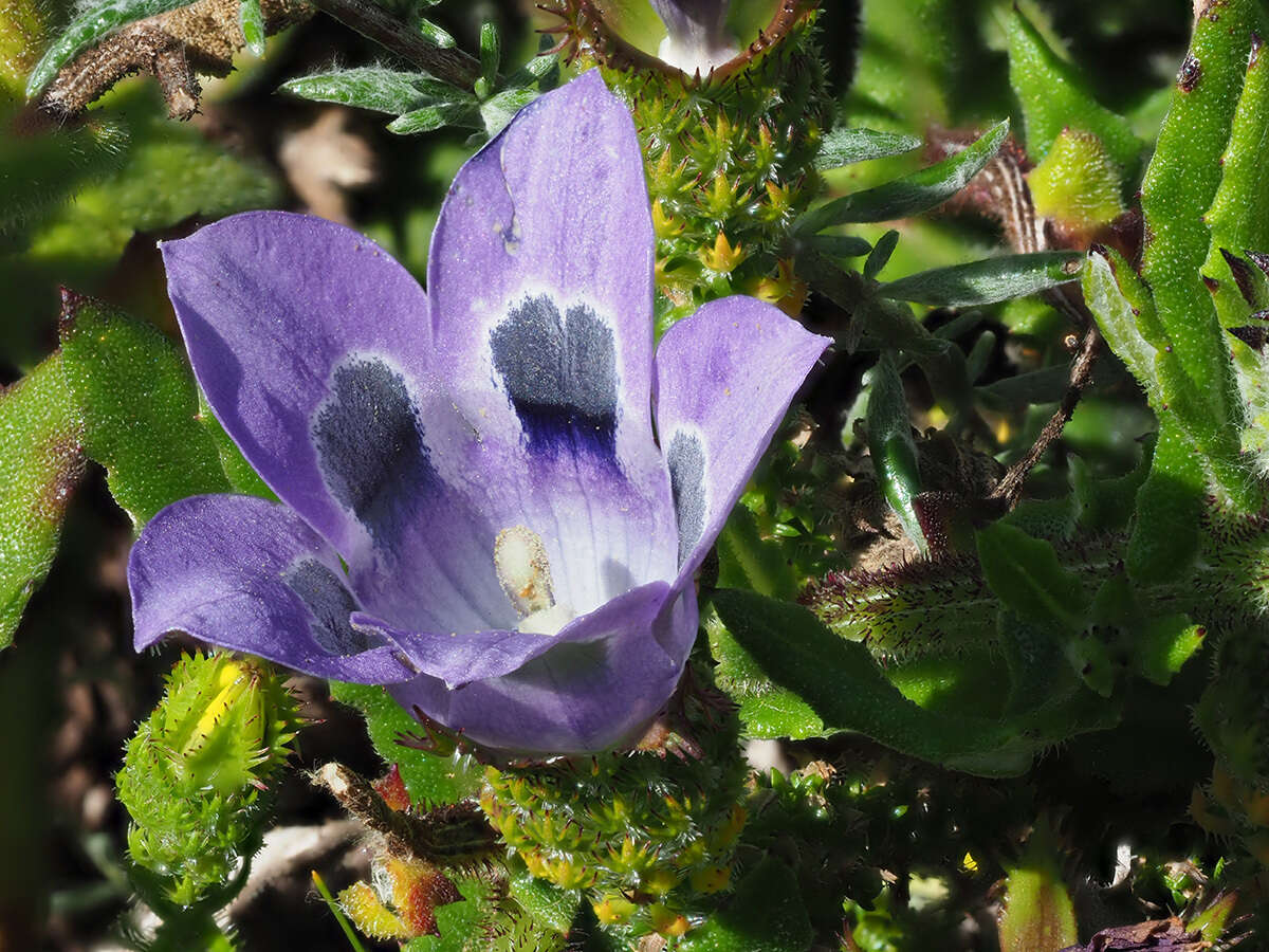 Image of Roella ciliata L.