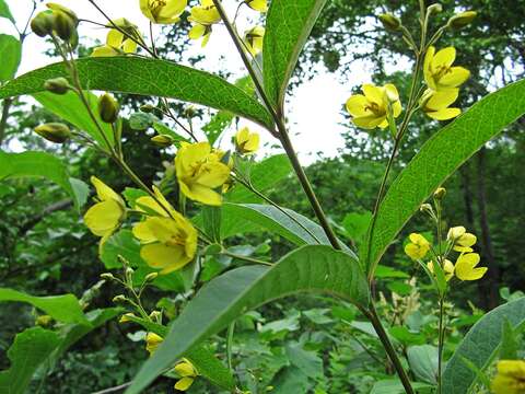 Image of Lysimachia davurica Ledeb.