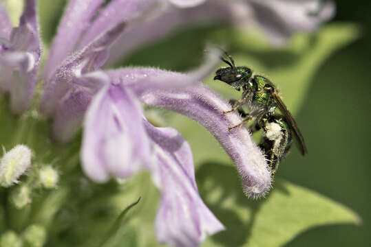 Image of Augochlorella aurata (Smith 1853)