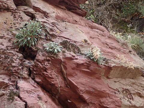 Image of Saxifraga callosa Sm.