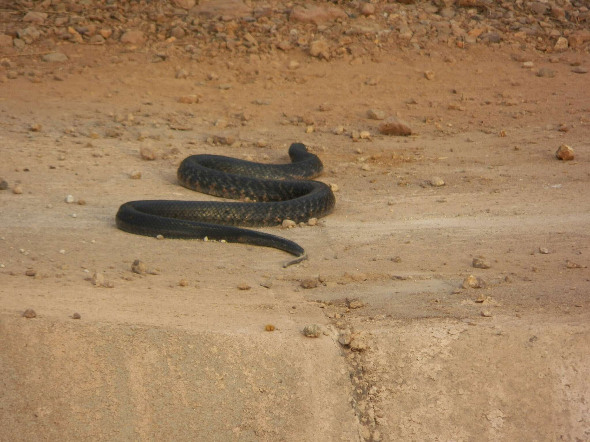 Plancia ëd Drymarchon melanurus rubidus H. M. Smith 1941