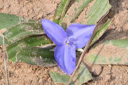 Image of diffuse spiderwort