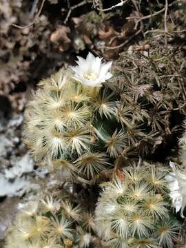 Image of Mammillaria carmenae Castañeda