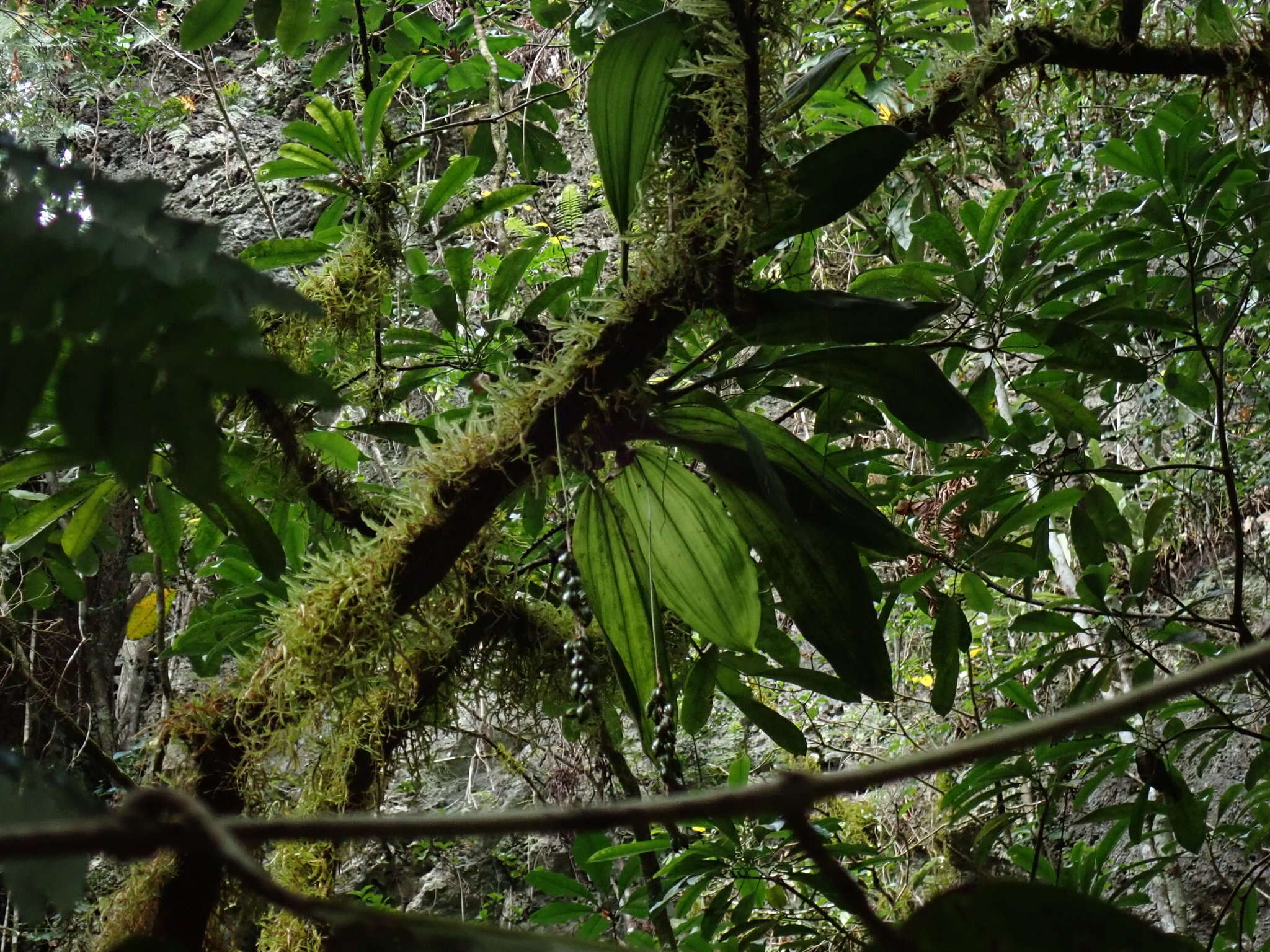 Image of Common rattlesnake orchid