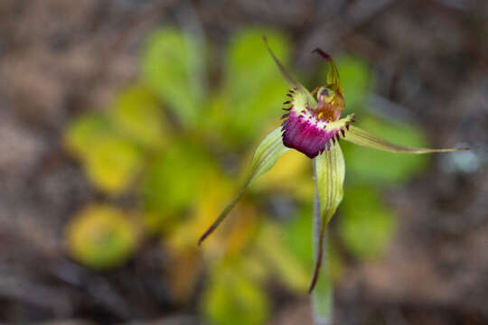 Caladenia valida (Nicholls) M. A. Clem. & D. L. Jones的圖片