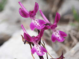 Image of Orchis sezikiana B. Baumann & H. Baumann