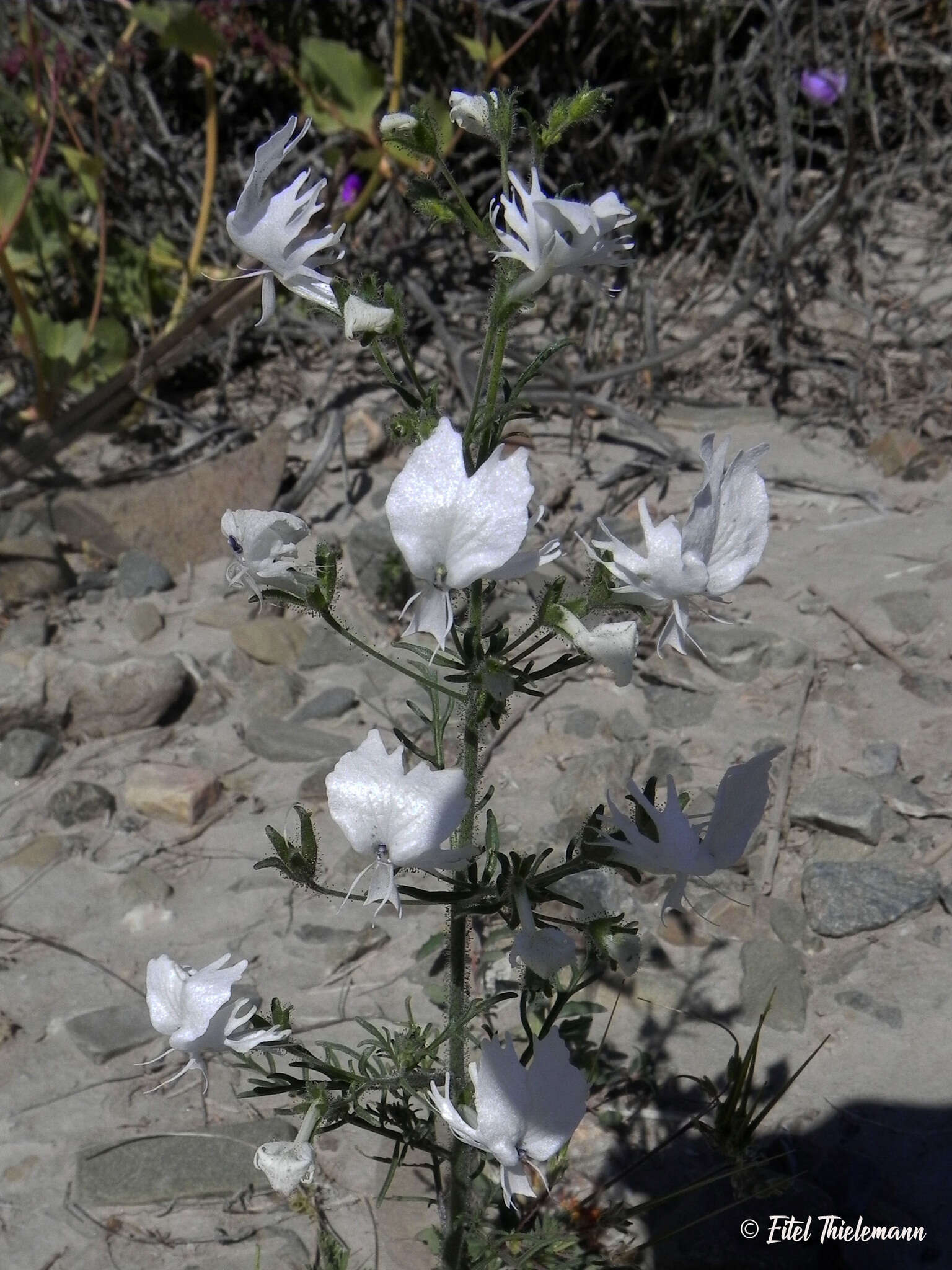 Imagem de Schizanthus candidus Lindl.