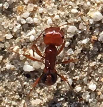 Image of California Harvester Ant