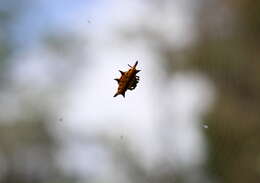 Image of Gasteracantha taeniata analispina Strand 1911