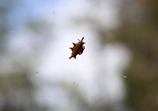 Image of Gasteracantha taeniata analispina Strand 1911