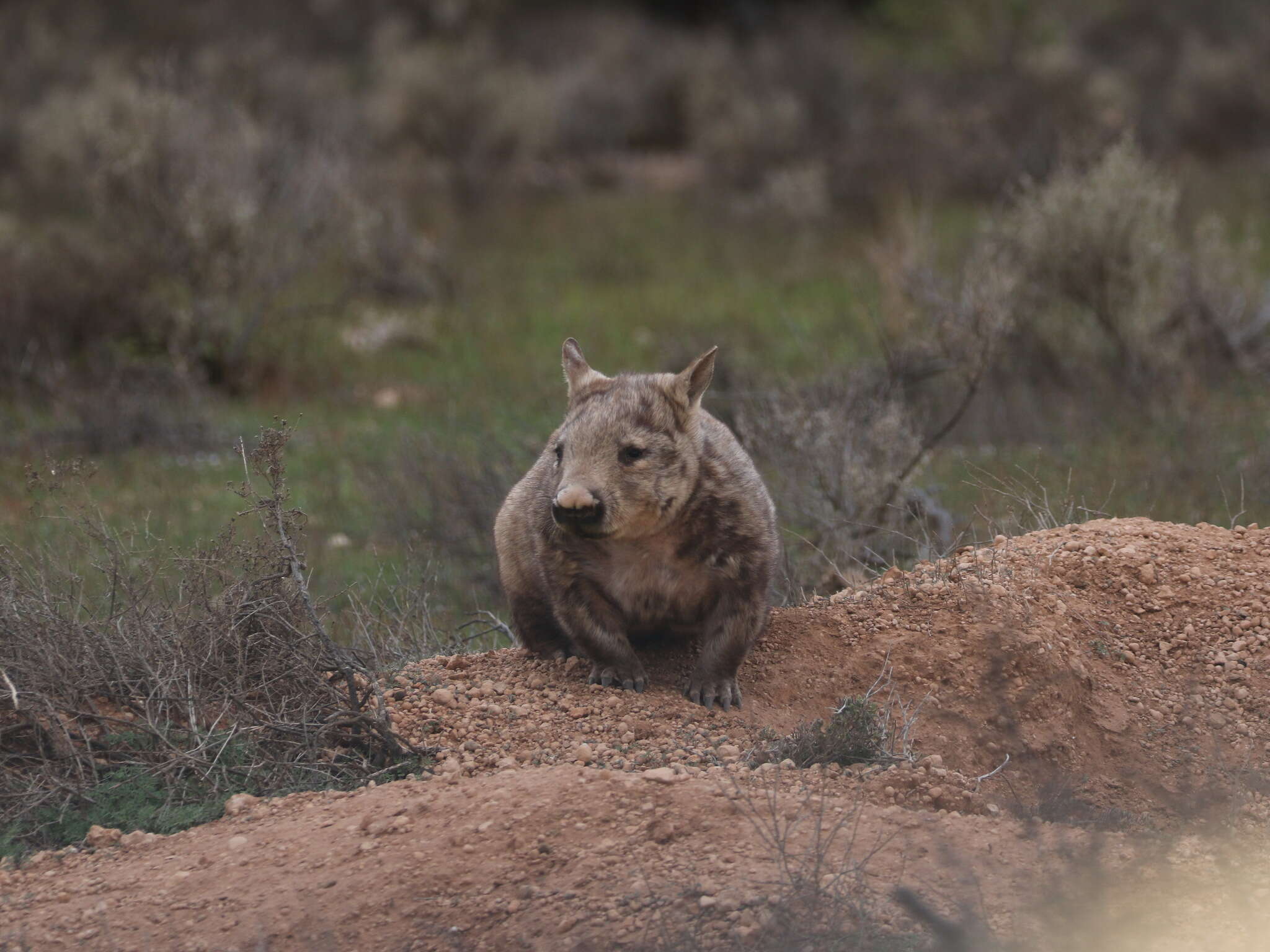 Image of hairy-nosed wombats