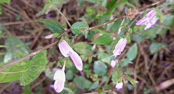 صورة Hypoestes triflora (Forssk.) Roem. & Schult.