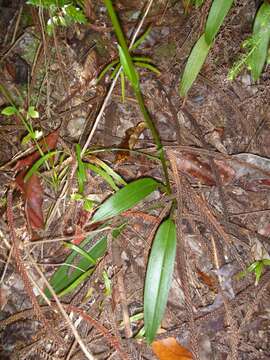 Image of Achlydosa glandulosa (Schltr.) M. A. Clem. & D. L. Jones