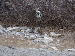 Image of snowshoe hare