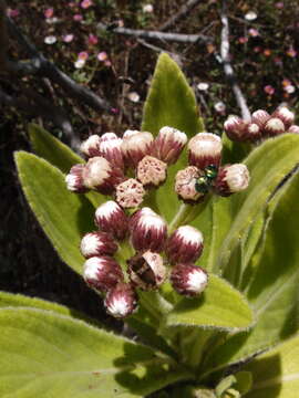 Image of Psiadia anchusifolia (Poir.) Cordem.