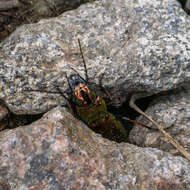 Image of Pterostichus (Calopterus) pilosus (Host 1789)