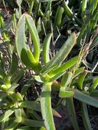 Image of Carpobrotus N. E. Br.