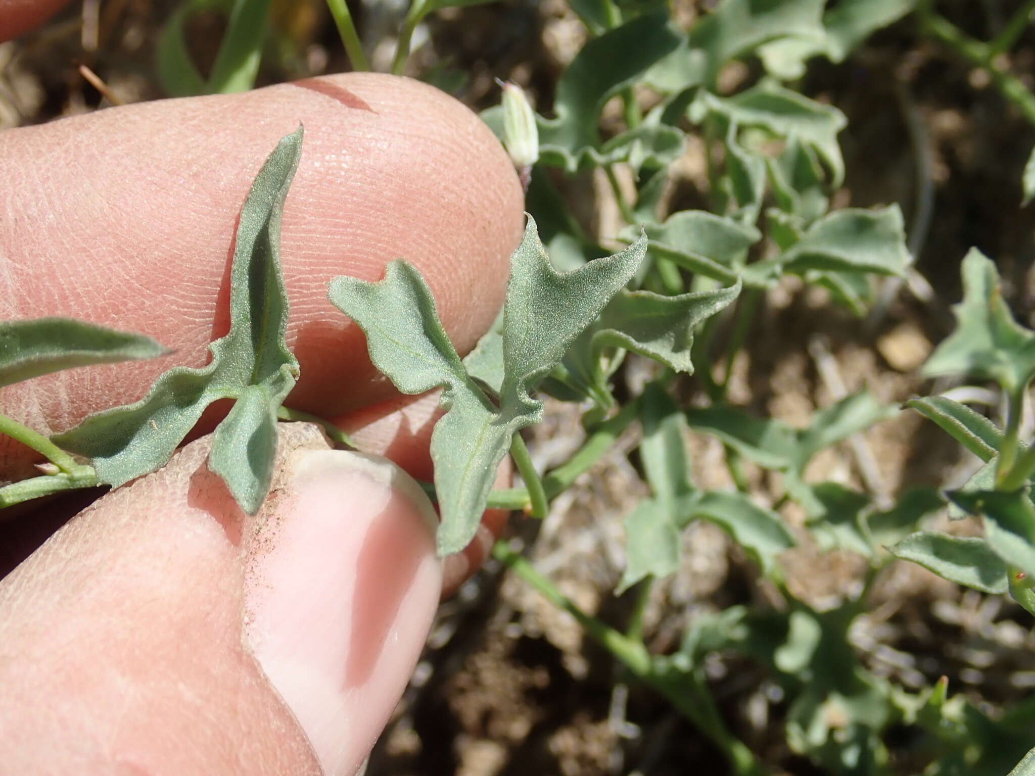 Image of Peirson's false bindweed