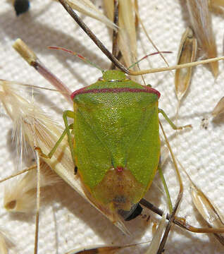 Thyanta pallidovirens (Stål 1859) resmi