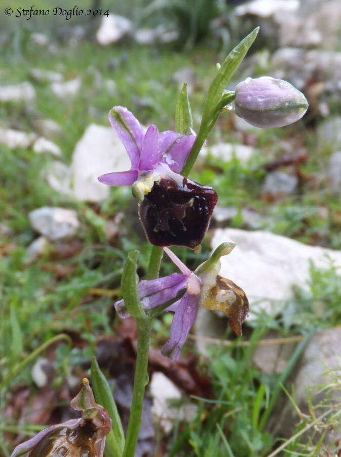 Image of Ophrys argolica subsp. biscutella (O. Danesch & E. Danesch) Kreutz