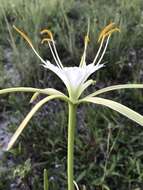 Image of alligatorlily