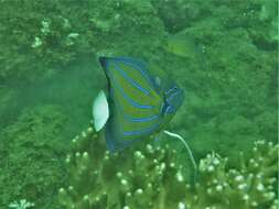 Image of Blue Ring Angelfish