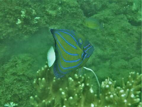 صورة Pomacanthus annularis (Bloch 1787)