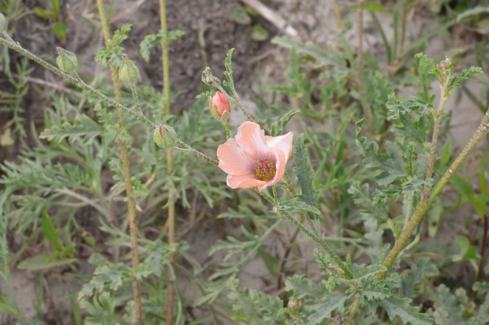 Imagem de Sphaeralcea chenopodifolia A. P. Rodrigo