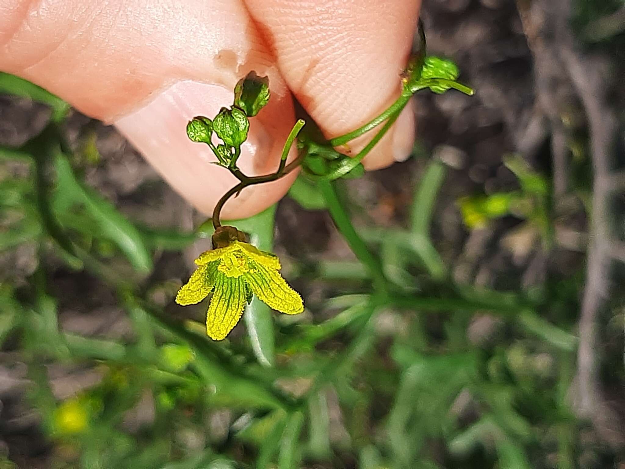 Kedrostis capensis (Sond.) A. Meeuse resmi