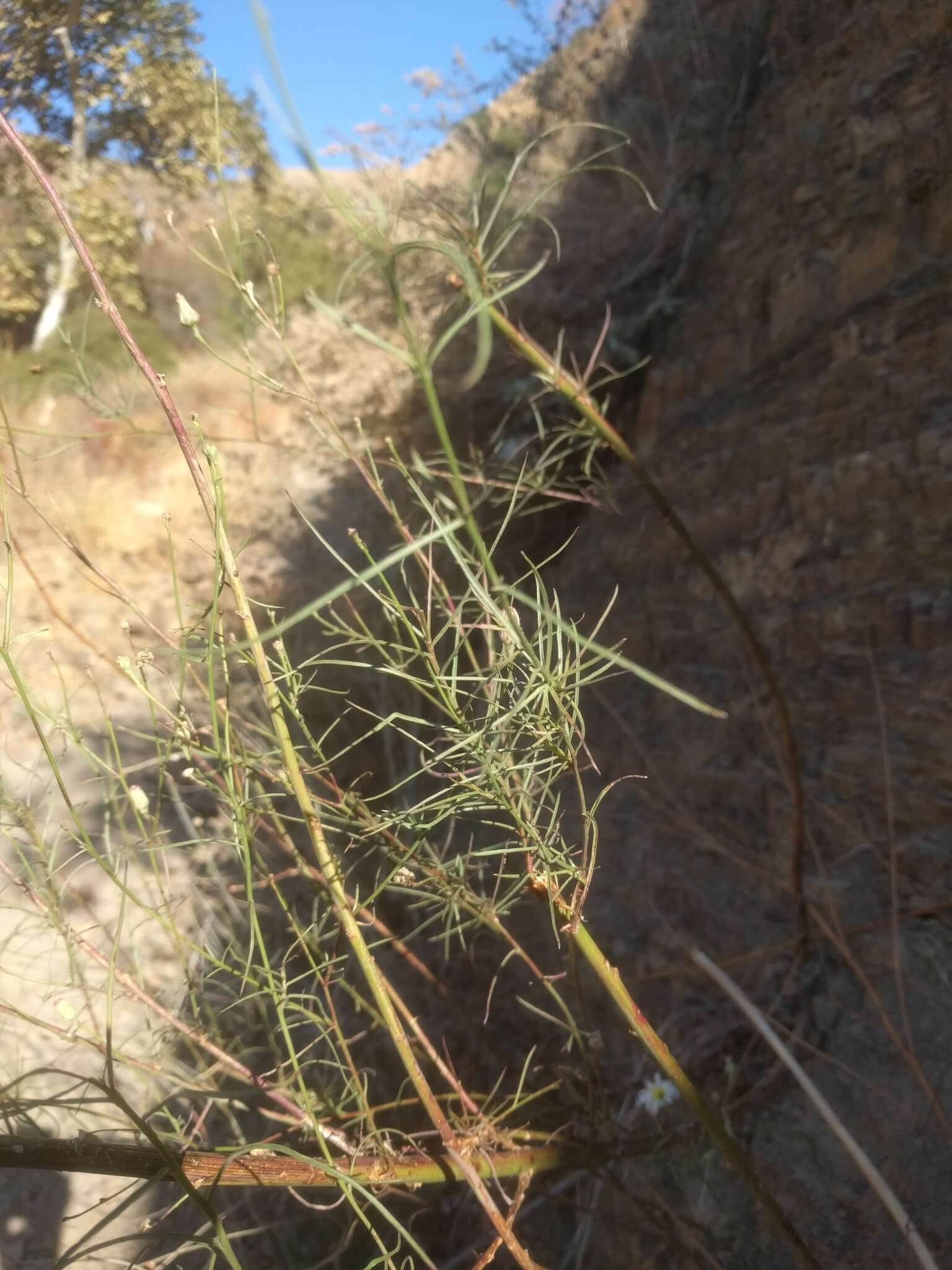 Imagem de Malacothrix saxatilis var. tenuifolia (Nutt.) A. Gray