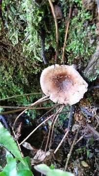 Image of Russula griseobrunnea McNabb 1973