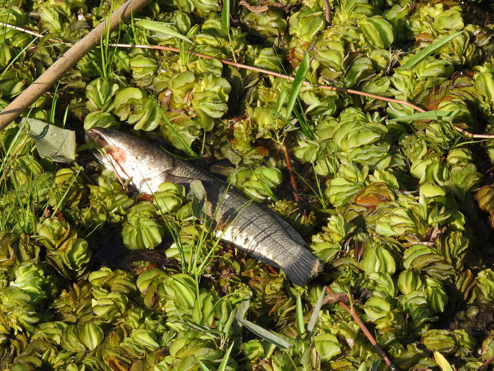 Image de Tête de serpent strié