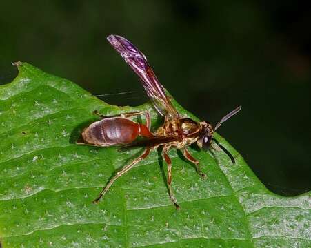 Image de Polybia chrysothorax (Lichtenstein)