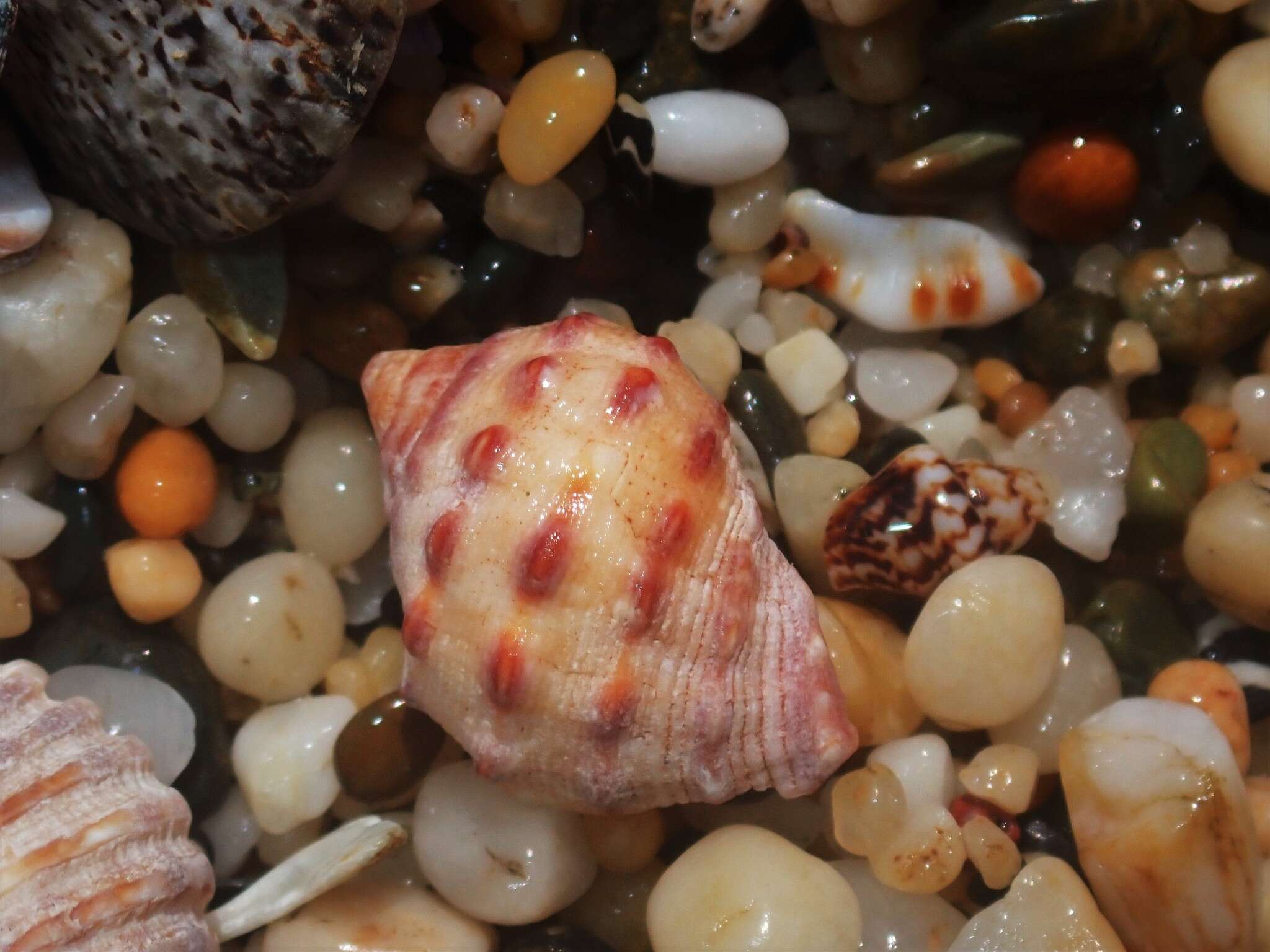 Image of alou rock shell