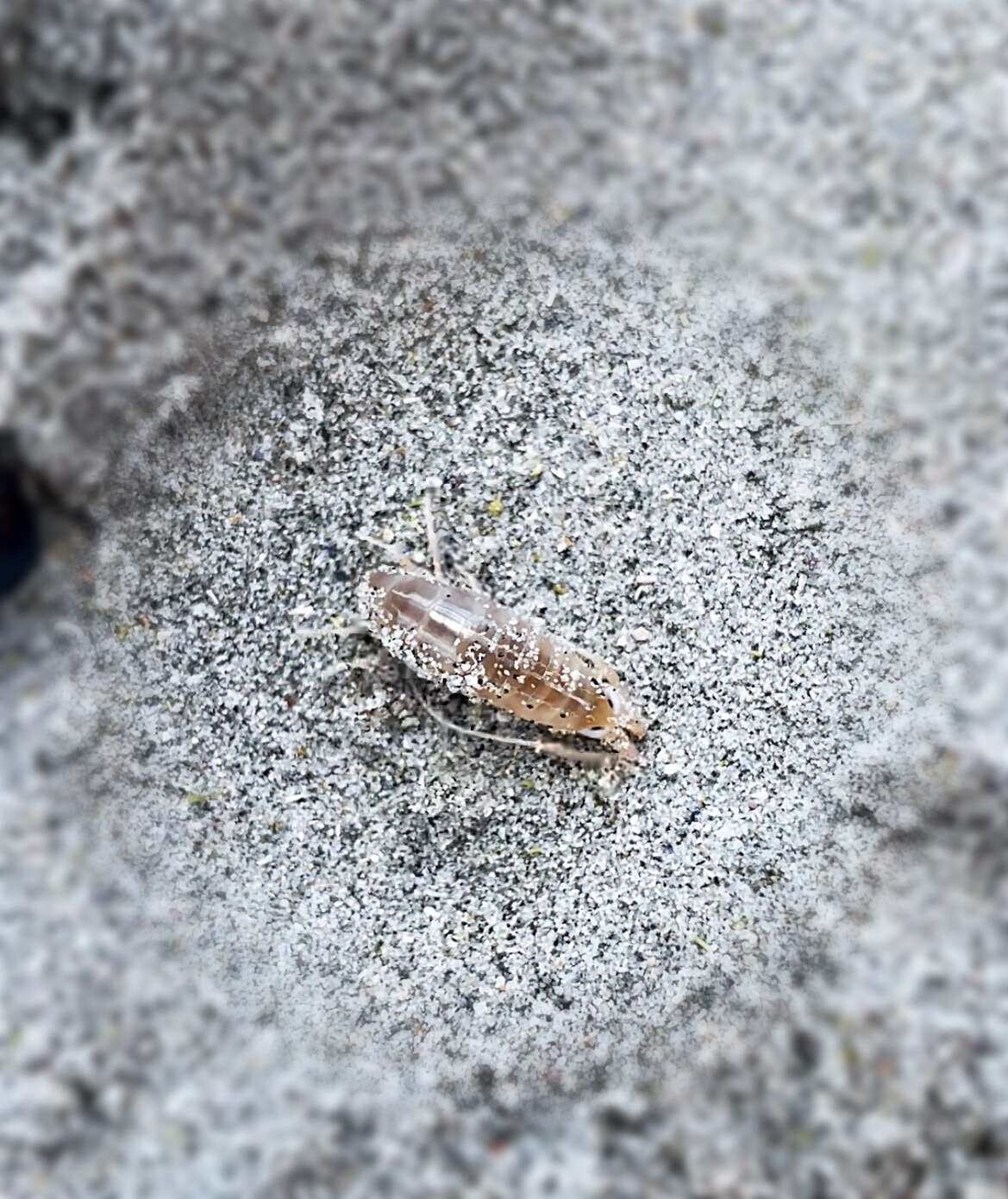 Image of northern big-eyed sandhopper