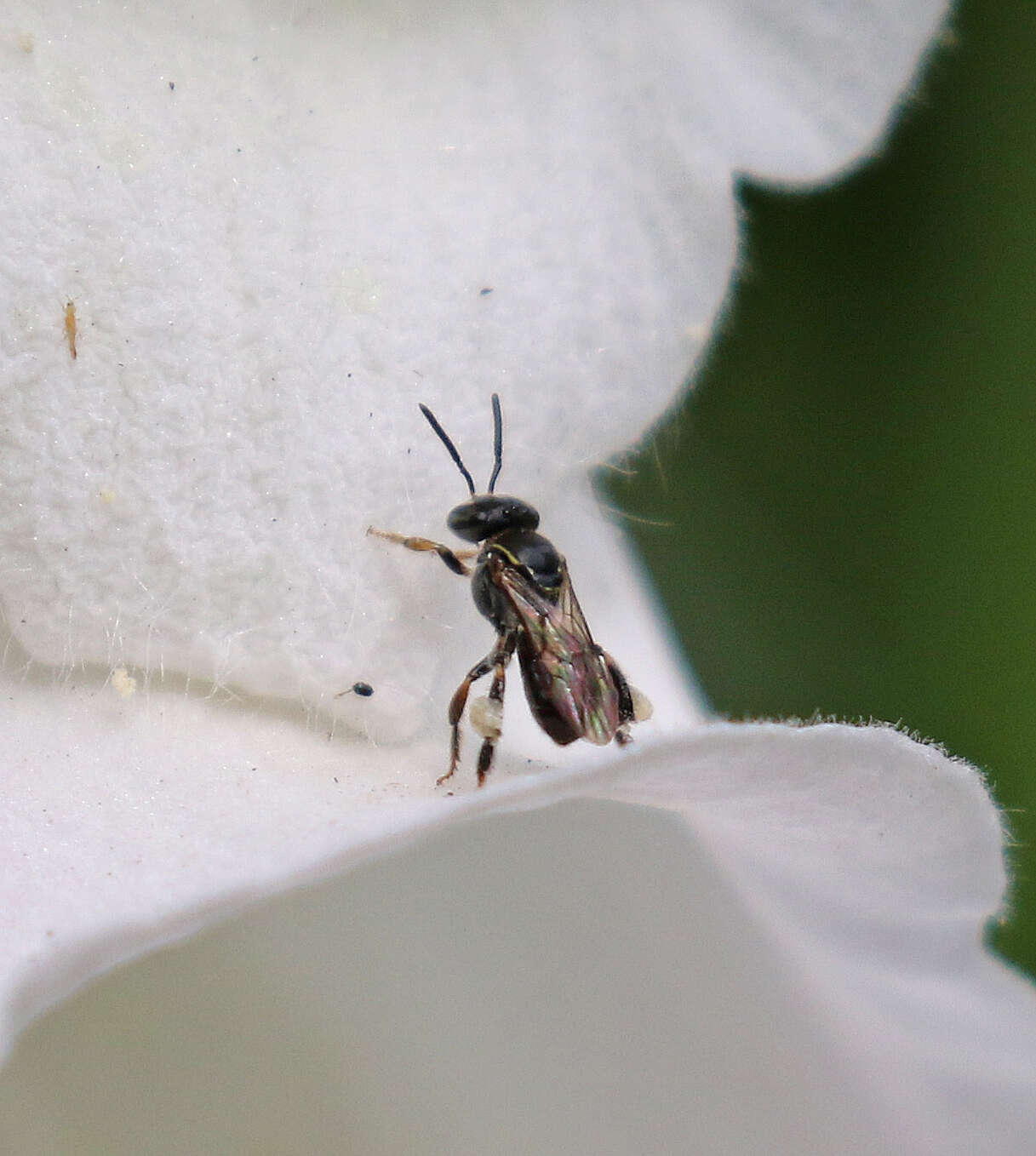 Plancia ëd Plebeia emerina (Friese 1900)