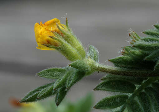 Image of yellow bird's-foot