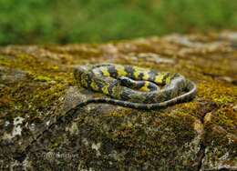 Image of Gammie's Wolf Snake