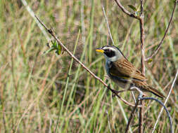 صورة Coryphaspiza Gray & GR 1840