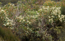 Image of Eucalyptus staeri Maiden ex Kessell & C. A. Gardner