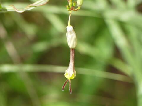 Image de Ceropegia candelabrum subsp. tuberosa (Roxb.) H. Huber