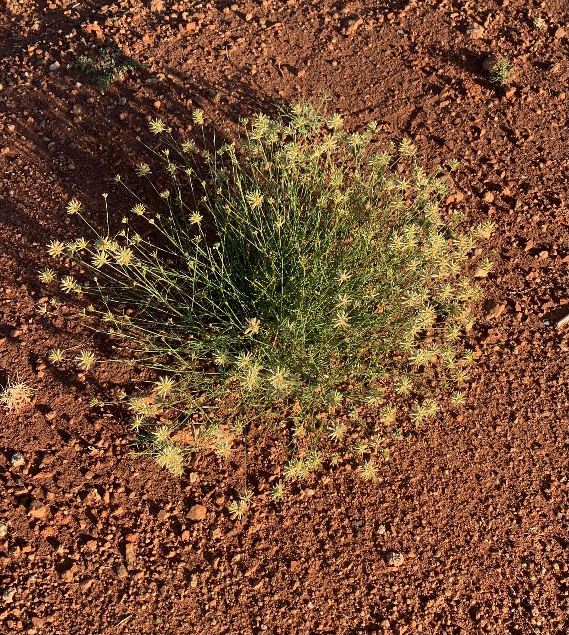 Image of Ptilotus fusiformis (R. Br.) Poir.