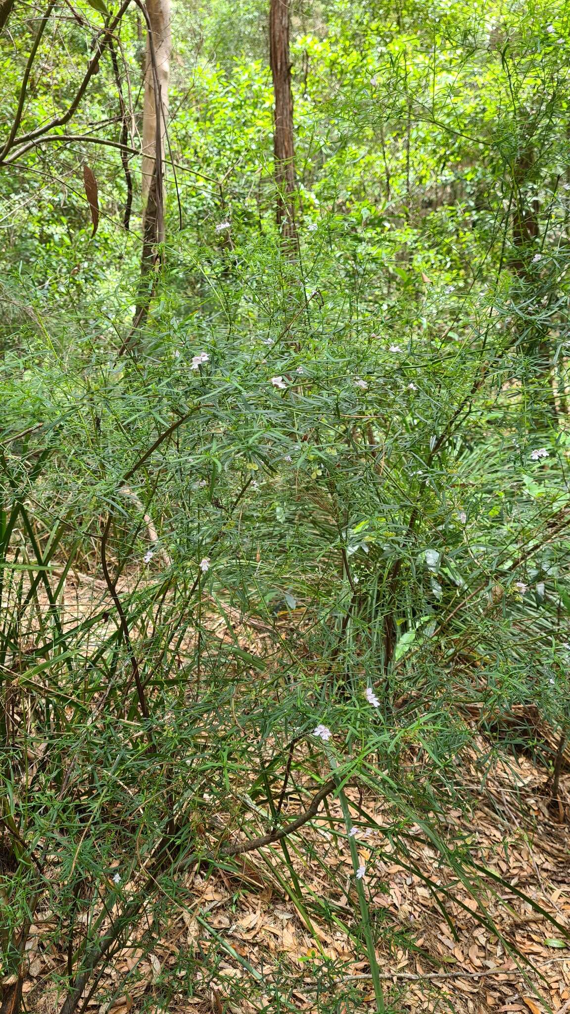 Image of Narrow-leaved Mint-bush