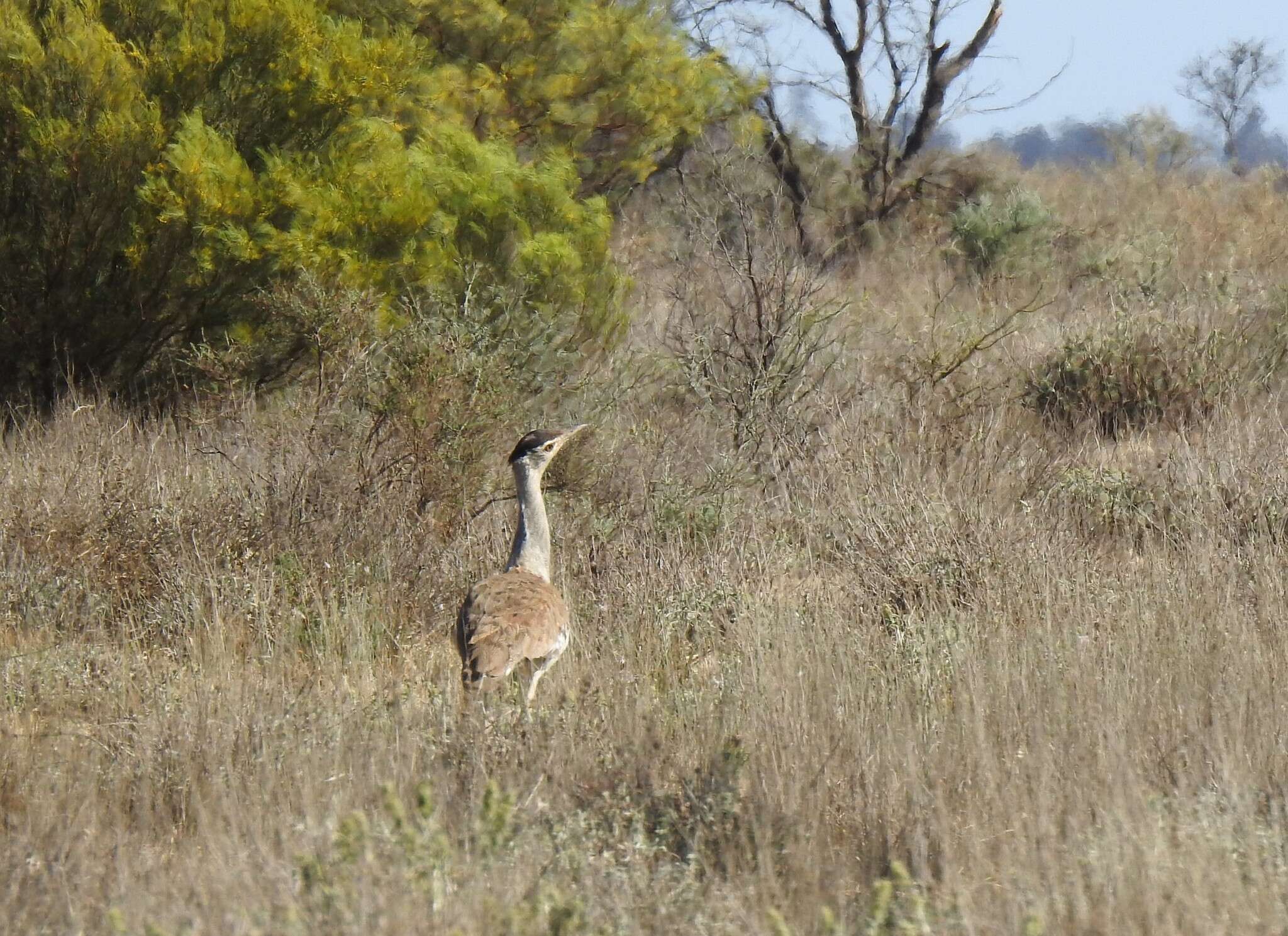 Image of Australian Bustard