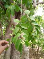 Image of Olax scandens Roxb.