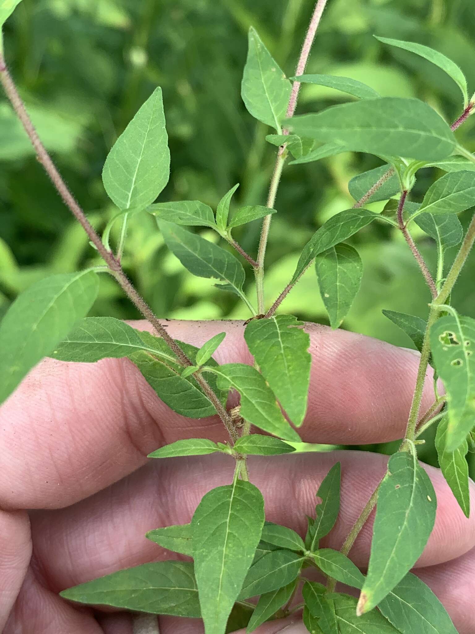 Image of blue waxweed