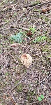 Image of Morchella tridentina Bres. 1898